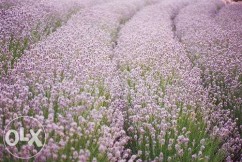 Sminte levantica Ellagance Pink