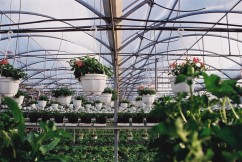 Retehnologizare sere floricultura 