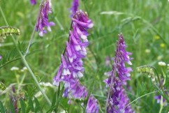 Vicia cracca L., măzăriche