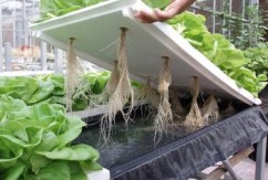 Cultura hidroponica. Avantaje si dezavantaje