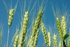 Prejudiciu de peste 8.200.000 de lei, din comerţul cu cereale şi produse de panificaţie.