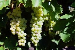 Cât costa înfiintarea unei vii