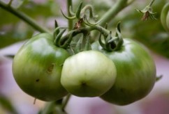 Combaterea bolilor tomatelor