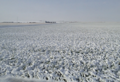 Semănăturile din Bărăgan, în pericol de îngheţ