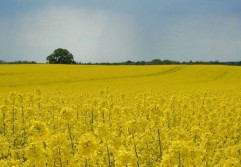 COMPASS - Calea către producții maxime 