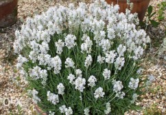 Seminte Lavanda Ellagance - Soi Premiat