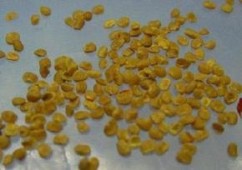 Seminte Goji Lycium Barbarum NQ