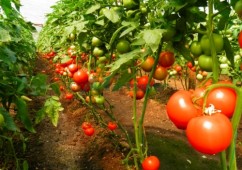 Vindem seminte de tomate - Gravitet F1