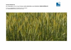 Triticale samanta de la SOLANA