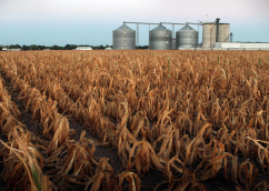 AFIR lansează o nouă sesiune pentru Submăsura 17.1 – Prime de asigurare