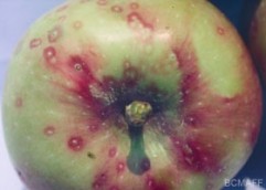 BULETIN DE AVERTIZARE NR. 46/10.08.2011