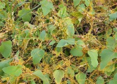 Cuscuta campestris Yuncker, cuscută mare, torţel
