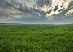 Pallas și Floramix – erbicide pentru controlul buruienilor graminee problemă din cultura de grâu