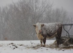Prognoza meteo pentru luna februarie: schimbări termice și precipitații diverse