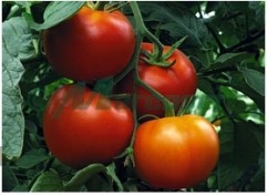 Vindem seminte de tomate Gravitet F1