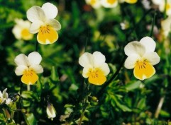 Viola arvensis Murr., viorele de ogoare, trei frați pătați