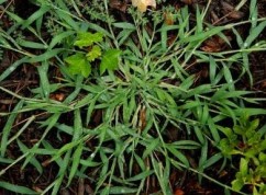 Digitaria sanguinalis L., meişor, meişor roşu