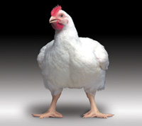 Sistemul superintensiv de creștere a puilor broiler de găină