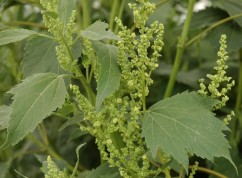 Iva xanthiifolia Nutt.