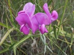 Lathyrus tuberosus L., oreşniţă, alunel 