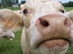 Supliment alimentar administrat vacilor în vederea reducerii gazelor cu efect de seră