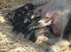 Programul de minimis pentru furnizarea de purcei gratis către crescători, a fost aprobat