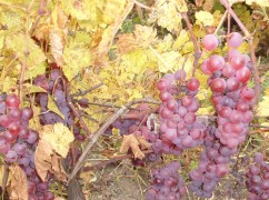 Vin DOC de Bohotin