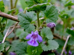 Glechoma hederacea, rotunjoară