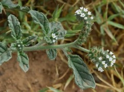 Heliotropium europaeum L., vanilie sălbatică 
