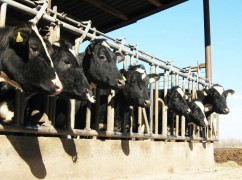 Au fost aprobate plafoanele alocate schemelor de sprijin cuplat, în sectorul zootehnic