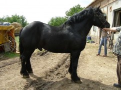 Cel mai mare armăsar