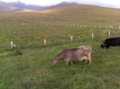 Povestea branzei de buruduf de...vaca!