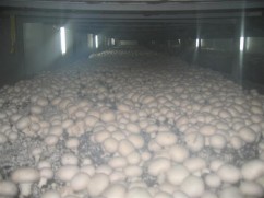 CIUPERCARIE CHAMPIGNON - SUPER OFERTA
