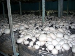 TEHNOLOG CIUPERCAR CHAMPIGNON