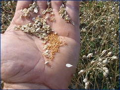 Camelina - oportunitate pentru fermierii destepti 
