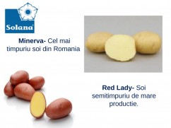 Cartofi samanta