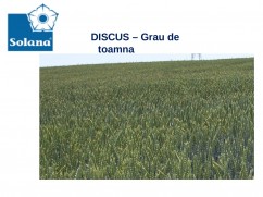 Grau samanta de la SOLANA
