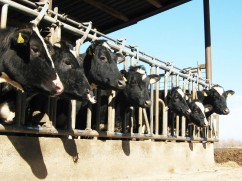 S.C. V&S Lactoland Company S.R.L.