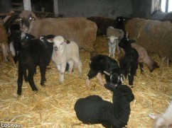 MIEI SI IEZI de vanzare