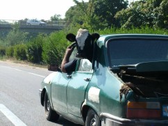 Importanta economica si trofico-biologica a carnii pentru alimentatia  rationala a omului