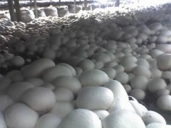 Ciupercarie Champignon - schimb
