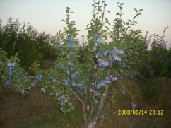 Vand recolta prune altoite 2013