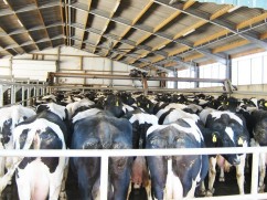 Ferma Coremans - Fermier Crescator vaci de lapte