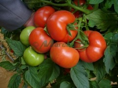 Vindem seminte de tomate Rosaliya F1