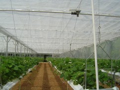 Proiectam si construim sere pentru capsu