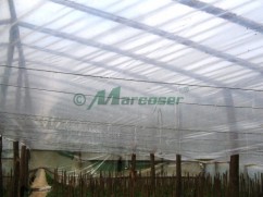 Folie termica pentru sere si solarii