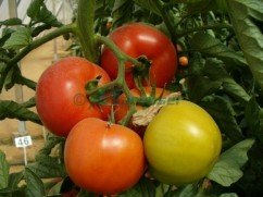 Seminte de tomate-  Rosaliya F1