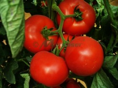Vindem seminte de tomate - Tolin F1