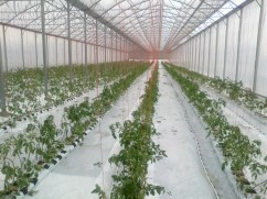 Consultanta specializata sere