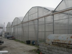 Sere pentru floricultura 